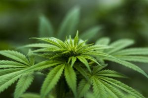 Le CBD, c'est nouveau Voici la quantité à prendre la première fois