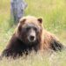 Observer des ours grizzlis