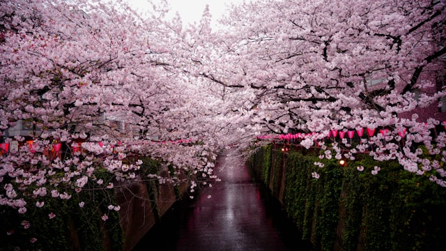 Routes des jardins japonais